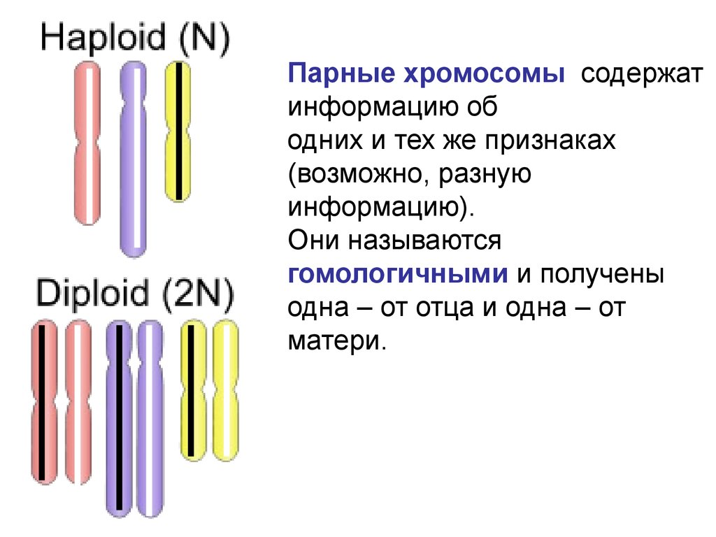 Сколько хромосом содержит эритроцит собаки. Парные хромосомы это. Хромосомы содержатся в. В каких клетках хромосомы парные э. Гетеросомы.