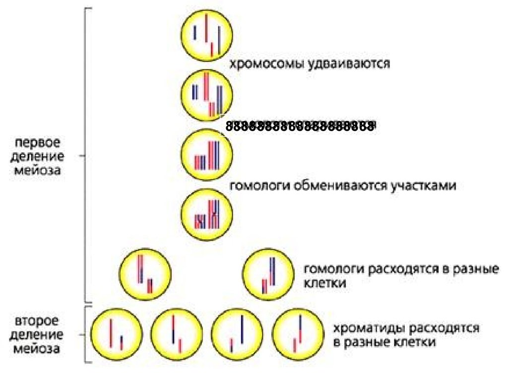 Сколько хромосом в телофазе мейоза 1. Схема мейоза с хромосомами. Мейоз 3 хромосом схема. Рекомбинация наследственного материала при мейозе. Генетическая схема мейоза.