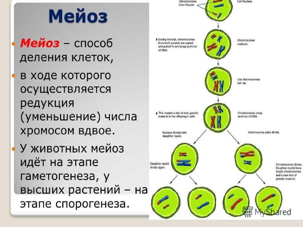 Мейоз с рисунками