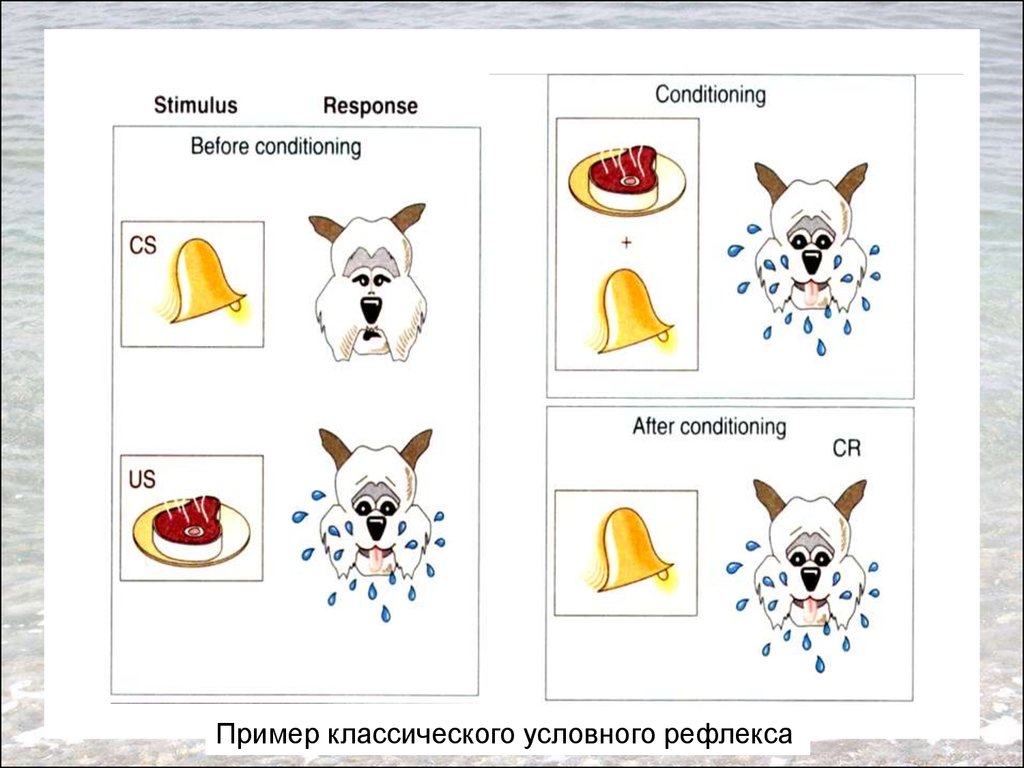 Классический условный рефлекс. Классический условный рефлекс пример. Классический условный рефлекс с положительным подкреплением. Условные рефлексы картинки.