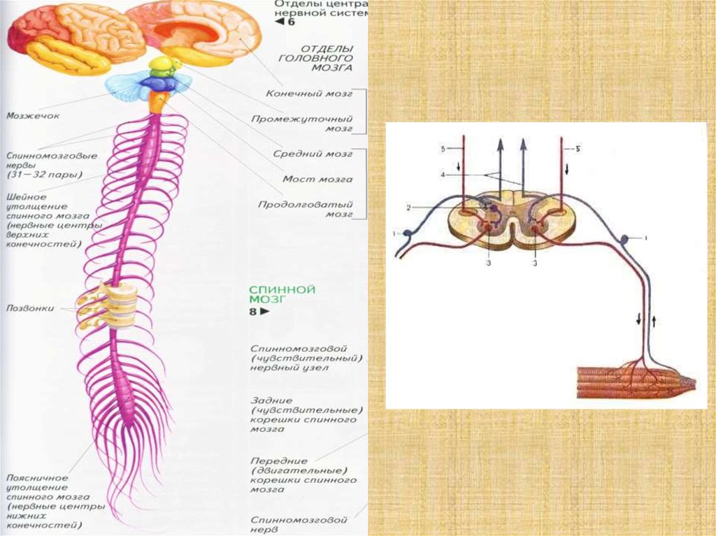 Ликворные пути головного мозга. Заболевания нервной системы презентация. Картинка 61-заболевания нервной системы. Схема. Паразитарные заболевания нервной системы. Центральный отдел нервной системы спинной мозг