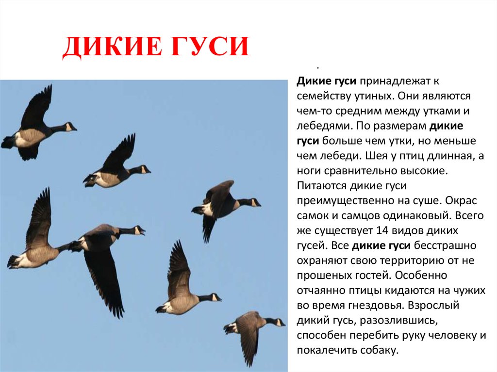 Перелетные птицы ростовской области фото с названиями