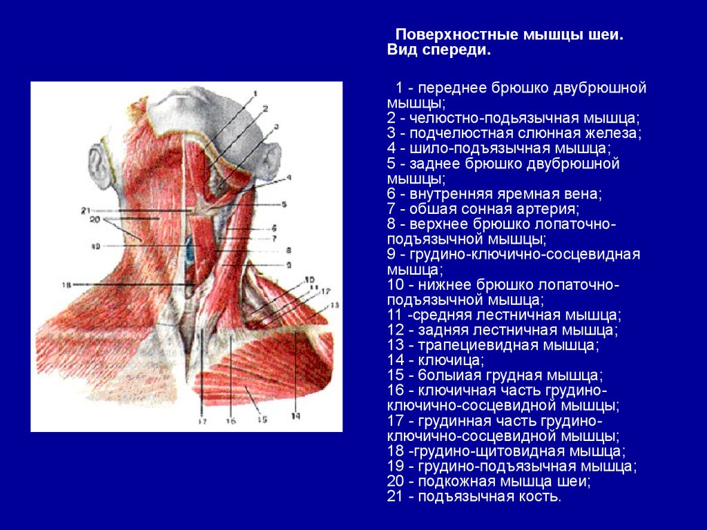 Внутреннее строение шеи. Анатомическое строение шеи сбоку. Строение мышц шеи человека спереди. Анатомия шеи человека спереди.
