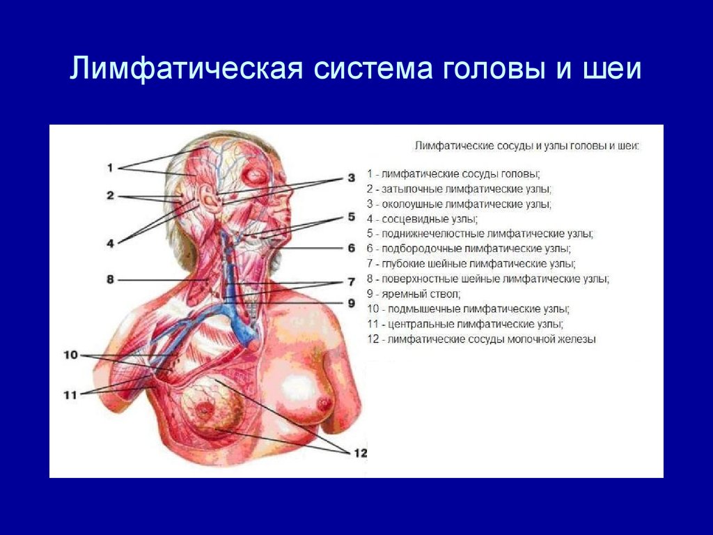 Лимфообращение лица схема фото