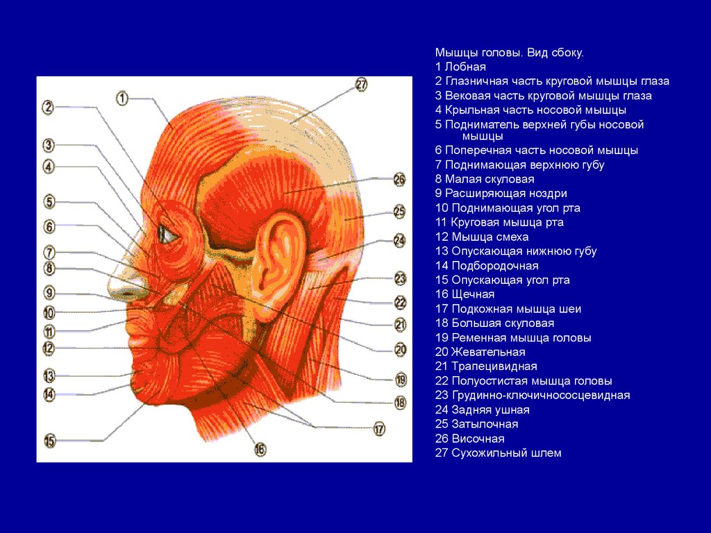 Верхняя часть лба. Мышцы головы и шеи сбоку. Мышцы лица анатомия вид сбоку. Строение головы сбоку. Мышцы головы вид сбоку.