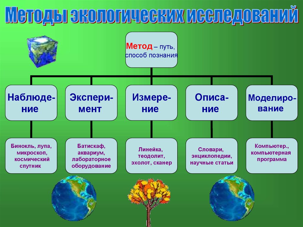 Презентация что изучает экология 11 класс