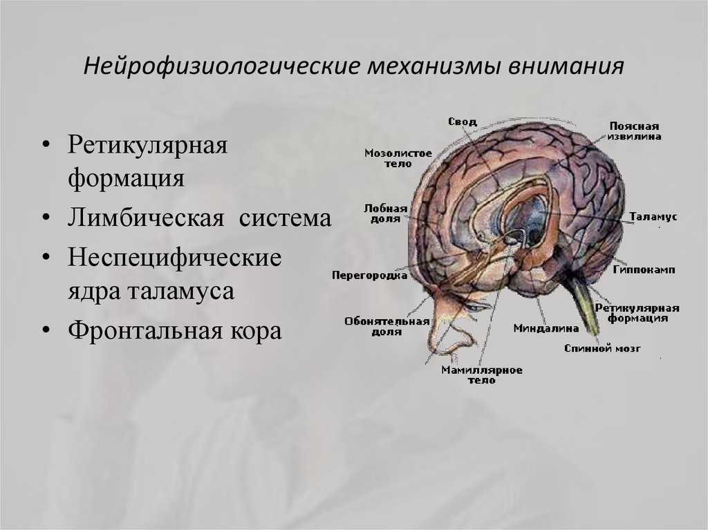 Нейрофизиологические механизмы внимания презентация