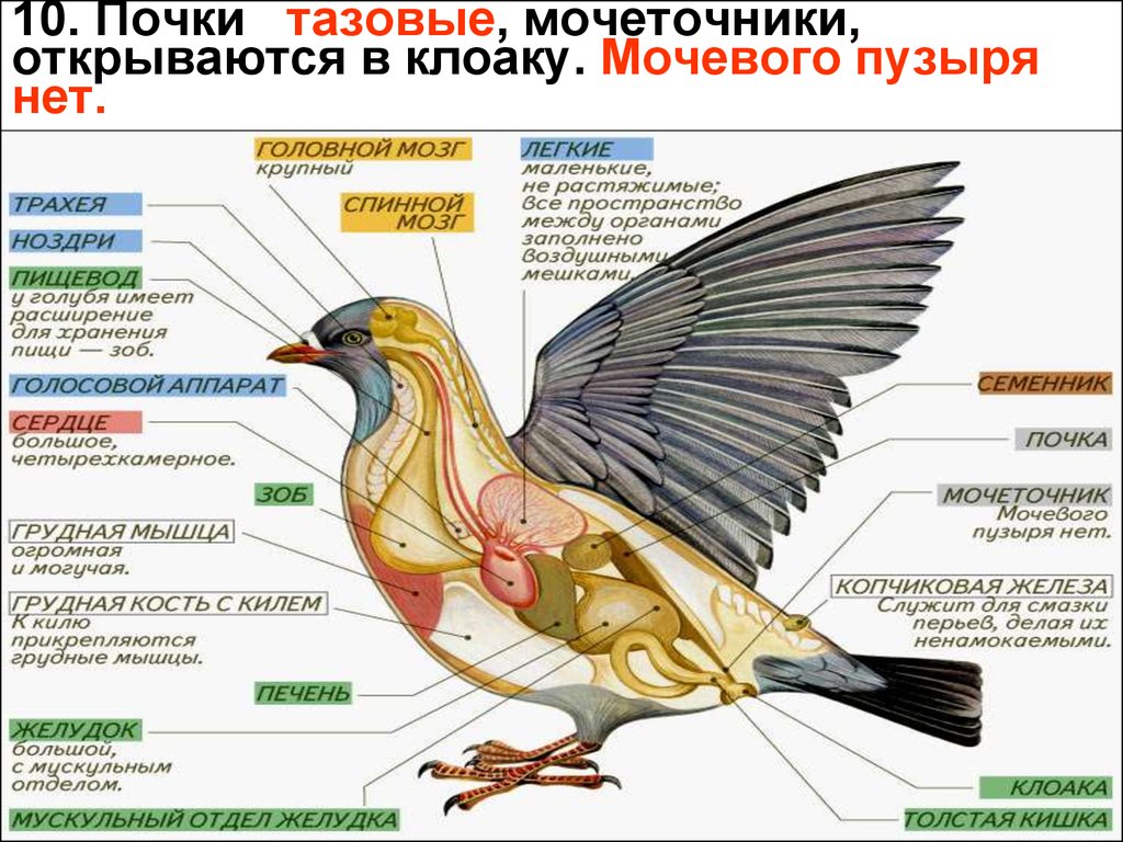 Таблица птицы 7 класс биология строение