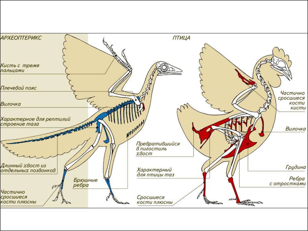Откуда появились птицы. Археоптерикс Эволюция птиц. Строение крыла археоптерикса. Археоптерикс строение. Археоптерикс строение скелета.