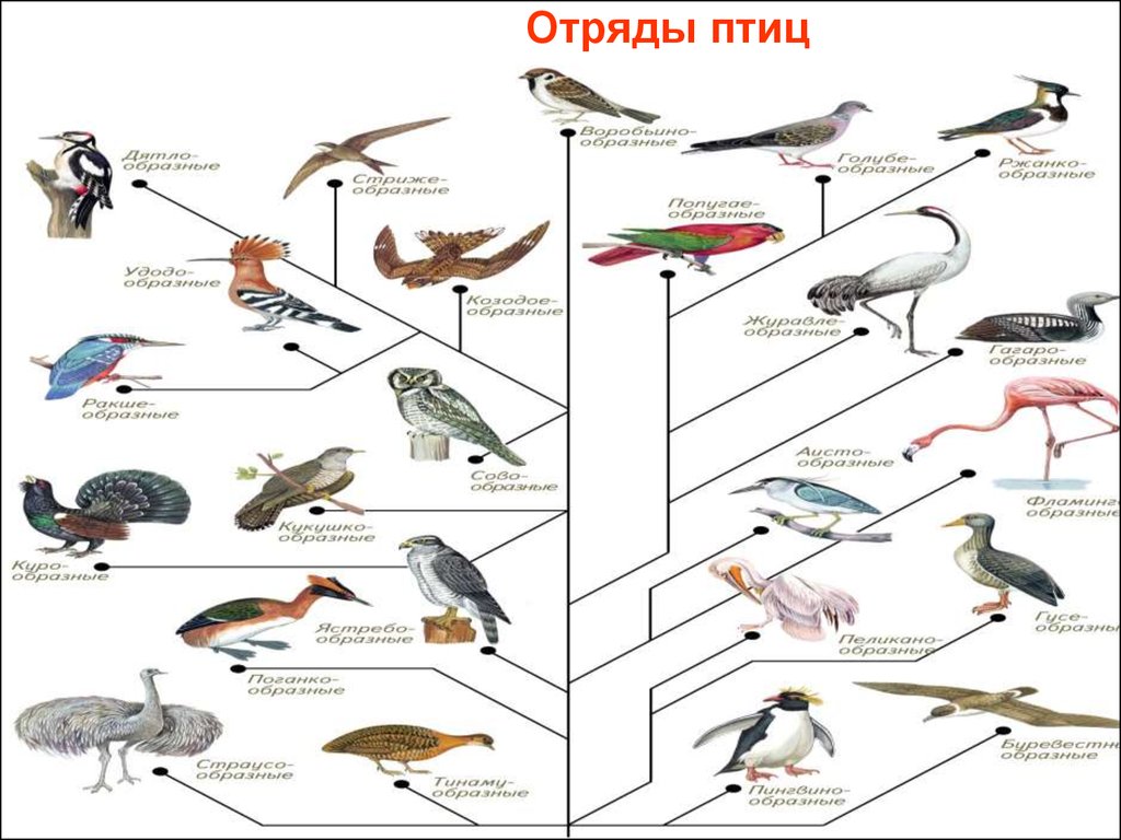 Заполните схему классификация птиц