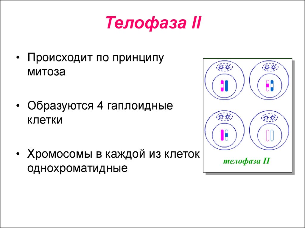 Гаплоидный набор хромосом клетки образуется в результате. Мейоз 2 телофаза 2. Телофаза 2 хромосомы набор. Телофаза мейоза 1 хромосомы однохроматидные. Телофаза набор хромосом.