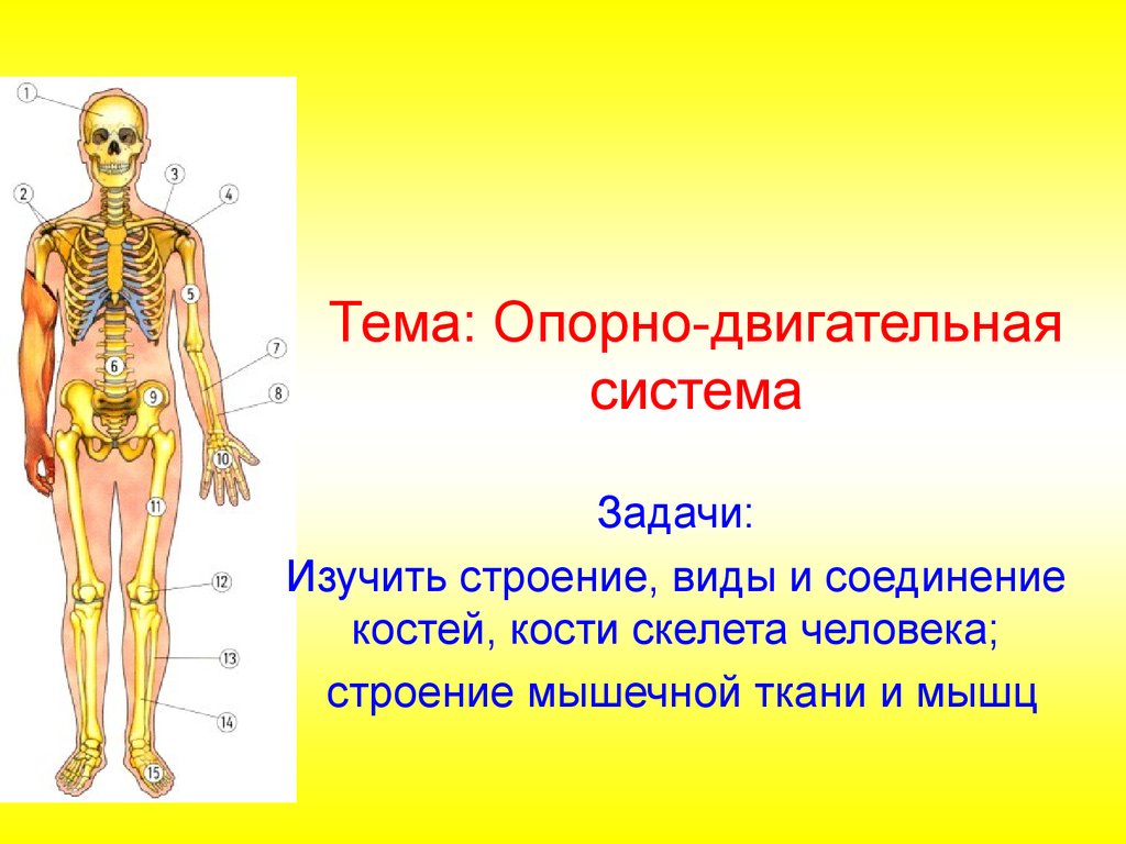 Опорно-двигательная система. Строение, виды и соединение костей, кости  скелета человека, строение мышечной ткани и мышц - презентация онлайн