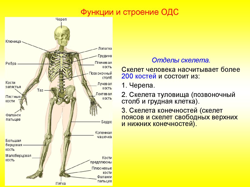 Какой отдел скелета есть. Опорно двигательная система скелет человека анатомия. Костная система скелет туловища. Опорно двигательная система кости скелета. Строение костей скелета туловища.