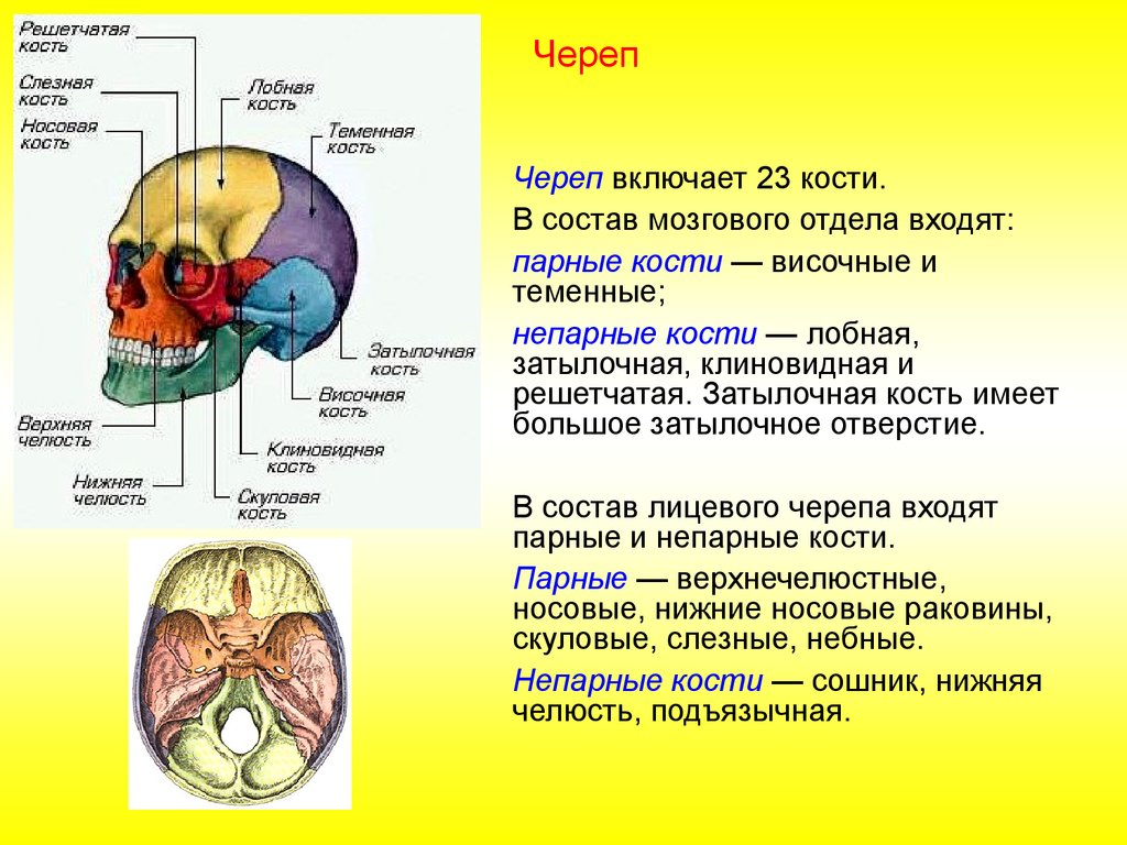 Скелет головы функции. Тип соединения костей мозгового отдела черепа. Анатомия мозгового отдела черепа швы. Соединения костей черепа анатомия швы. Строение и соединение костей черепа.