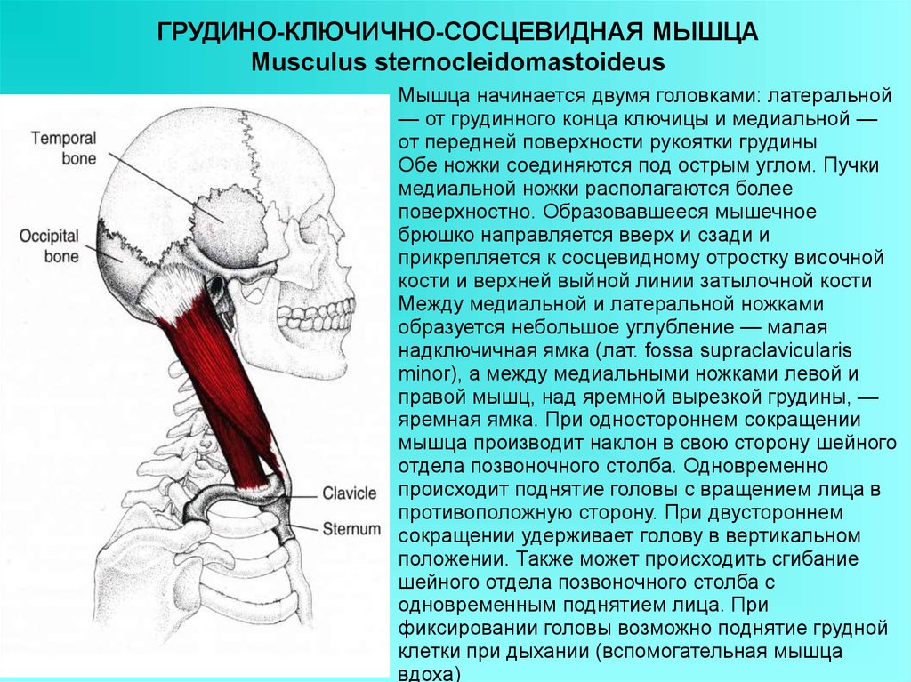 Подключичная ямка - e-Anatomy - IMAIOS