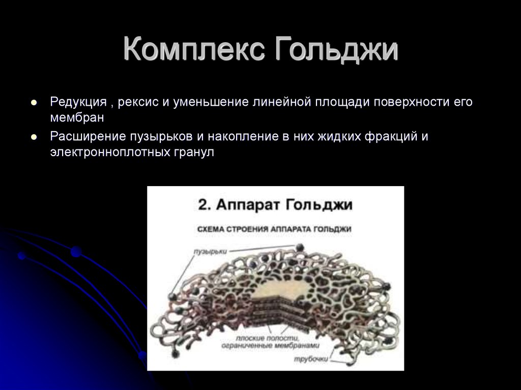 Мембрана аппарата гольджи. Комплекс Гольджи Кол во мембран. Скольки мембранный комплекс Гольджи. Гранулы аппарат Гольджи.