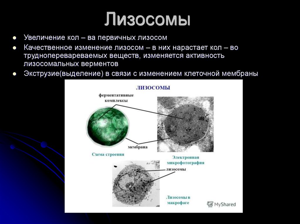 Лизосомальные ферменты. Лизосомальные гидролазы. Лизосома электронная микрофотография. Лизосома амёбы. Аутолиз лизосом.