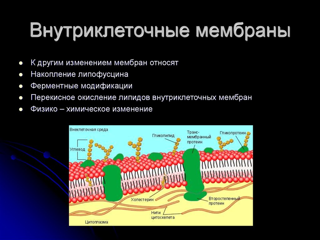 4 функция плазматической мембраны