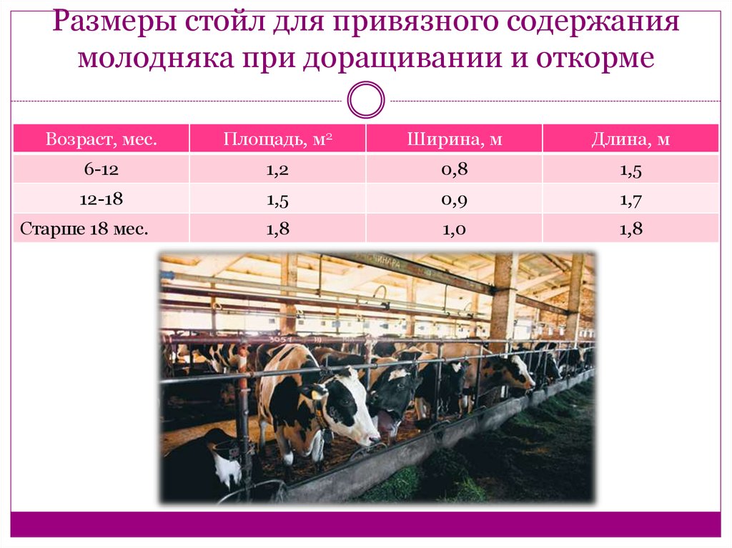 Системы и способы содержания крс презентация