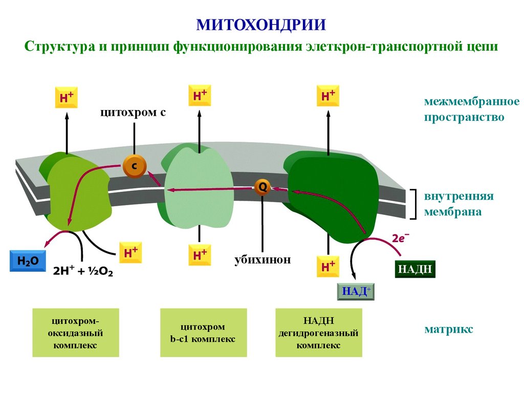 Принцип комплекс. Строение мембраны митохондрии. Строение митохондриальной мембраны. Структура мембран митохондрий. Мембрана митохондрий состав.