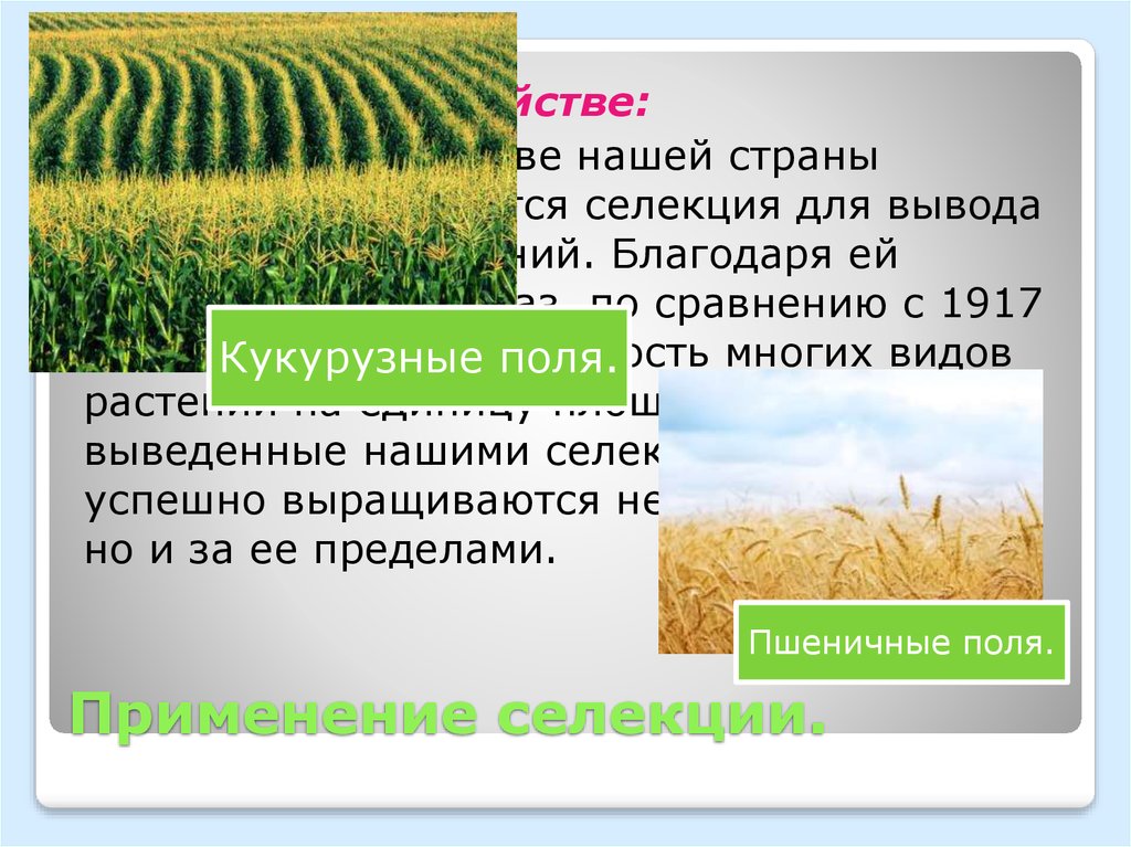 Достижения современной селекции презентация