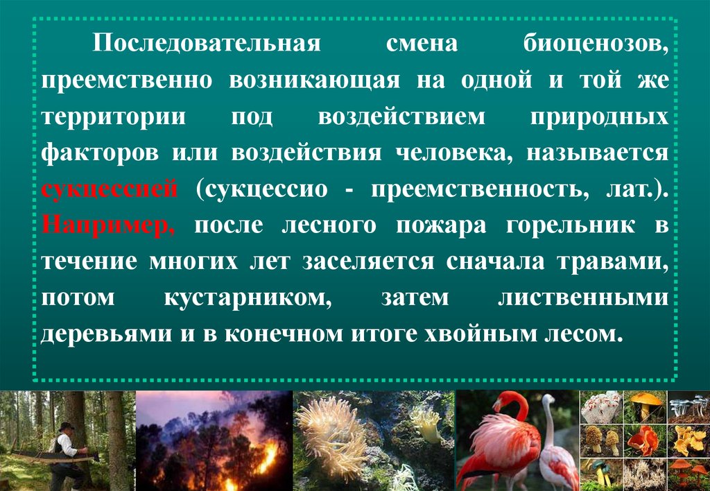 Под влиянием возникает. Последовательная смена биоценозов. Последовательная смена биоценозов преемственно. Влияние природных факторов на биоценозы. Влияние человека на биоценозы называют.