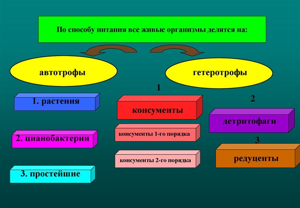 Процессы питания живых организмов