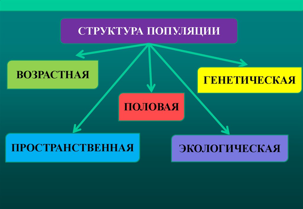 Структура популяции. Экологическая структура популяции. Половая структура популяций презентация по экологии. Структура экологической генетики. Структура популяции царство растение животные.