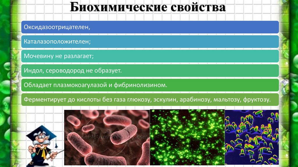 Сероводород бактерии. Биохимические свойства. Каталазоположительные бактерии. Каталазоотрицательные микроорганизмы это. Биохимические свойства микроорганизмов.