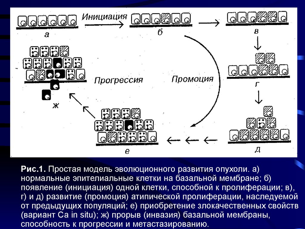 Инициация промоция. Промоция опухоли. Инициация промоция прогрессия. Стадия промоции опухоли. Промоция схема.