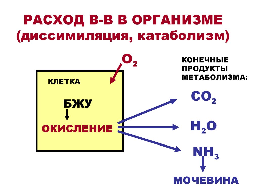 Ассимиляция и диссимиляция метаболизм 9 класс презентация