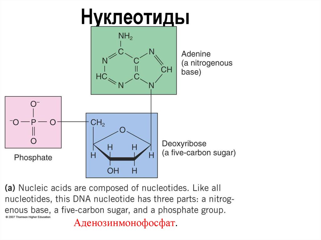 Нуклеотид состоит из. Нуклеотид формула простого. Нуклеотиды формулы. Нуклеотид пример формула. Типы нуклеотидов кратко.