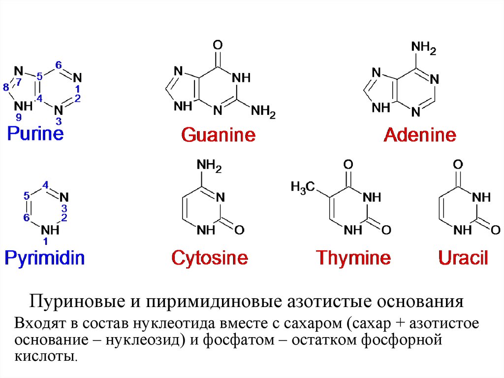 Какие из нуклеотидов входят в состав днк. Пурин аденин гуанин. Азотистые основания нуклеиновых кислот. Азотистые основания пуриновые и пиримидиновые. Формулы пуриновых азотистых оснований.