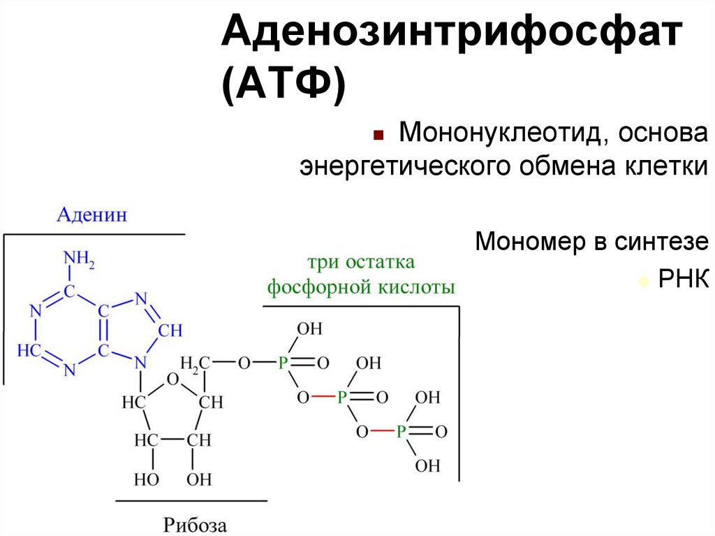 Атф состоит из остатков. Мононуклеотид АТФ. Мононуклеотиды биохимия. Строение мономера АТФ. Нуклеиновые кислоты АТФ.