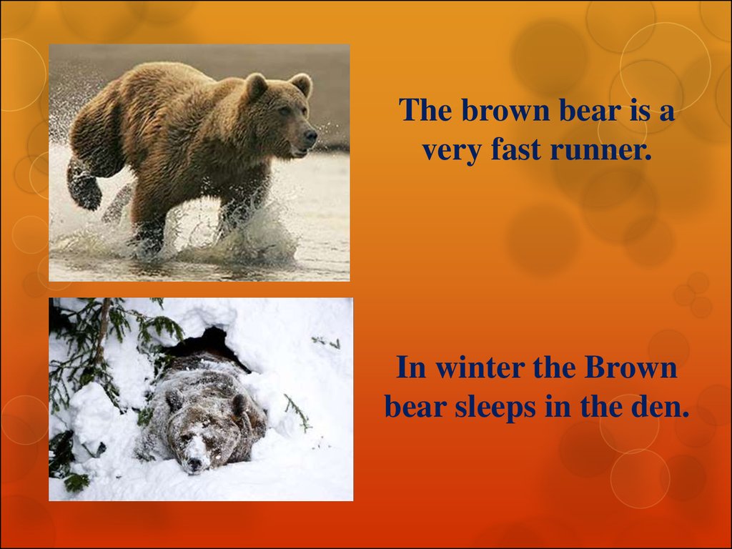 Bear very. Facts about Bears. Interesting facts about Bears. Бурый медведь по английскому. Brown Bear перевод.