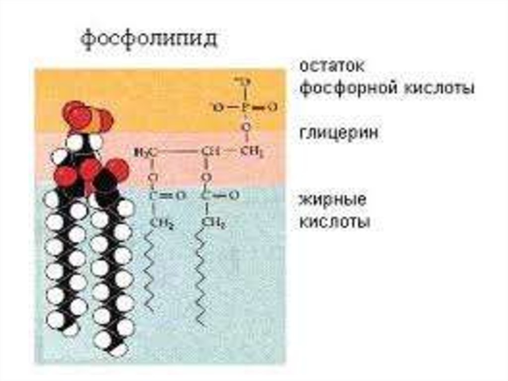 Строение фосфолипида. Фосфолипиды клеточной мембраны. Фосфолипиды с жирными кислотами. Фосфолипидная кислота формула.