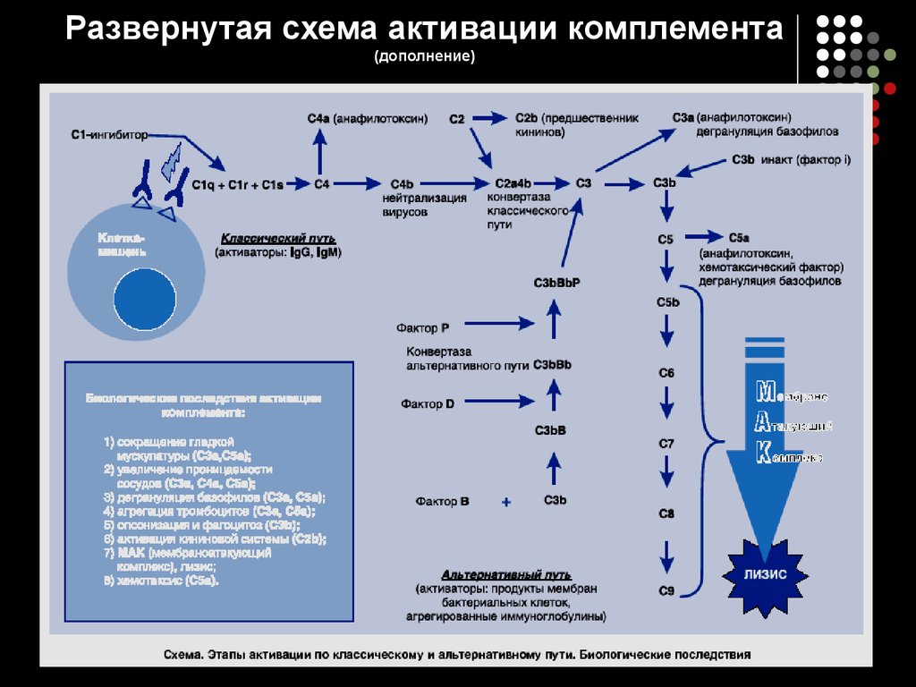 Система комплемента. Схема активации системы комплемента. Активаторами классического пути активации комплемента. Регуляция системы комплемента. Активация системы комплемента не ингибируется:.