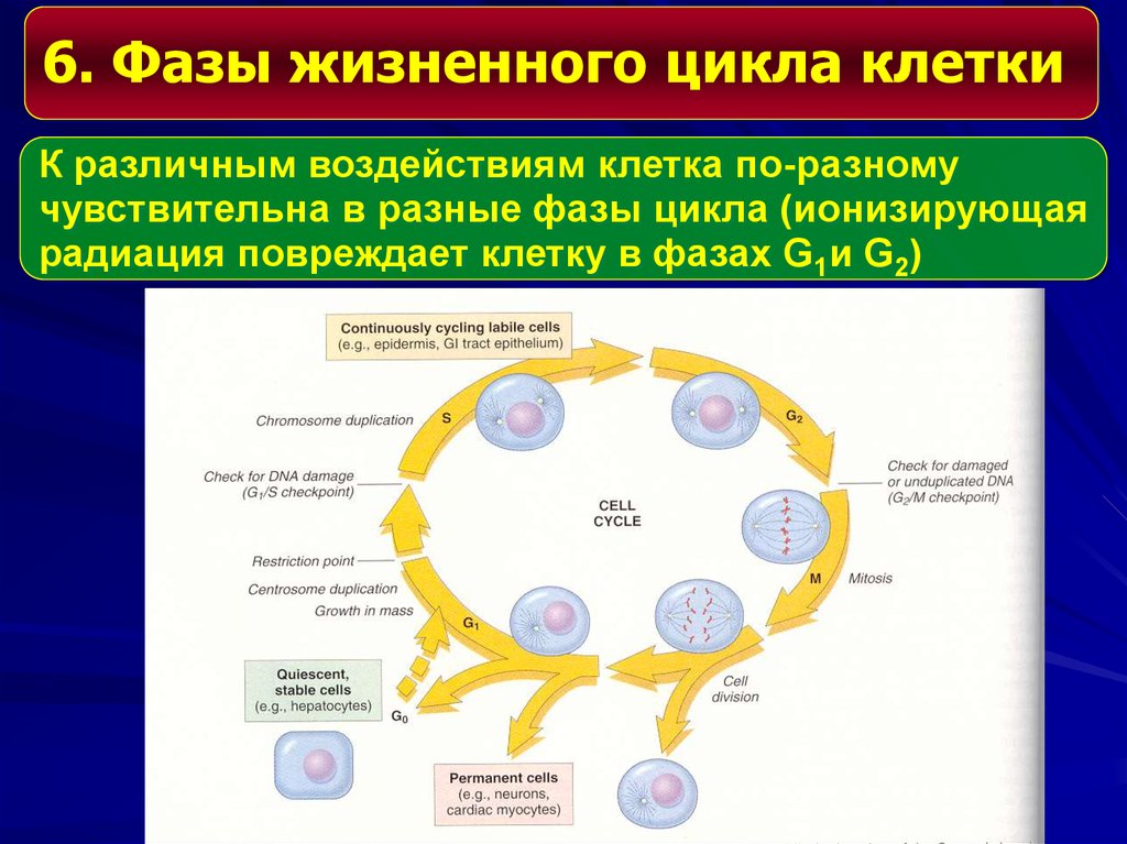 Размножение клетки жизненный цикл. Основные этапы жизненного цикла клетки. 2 Периода жизненного цикла клетки. Фазы жизненного цикла клетки. Стадии жизненного цикла клетки.
