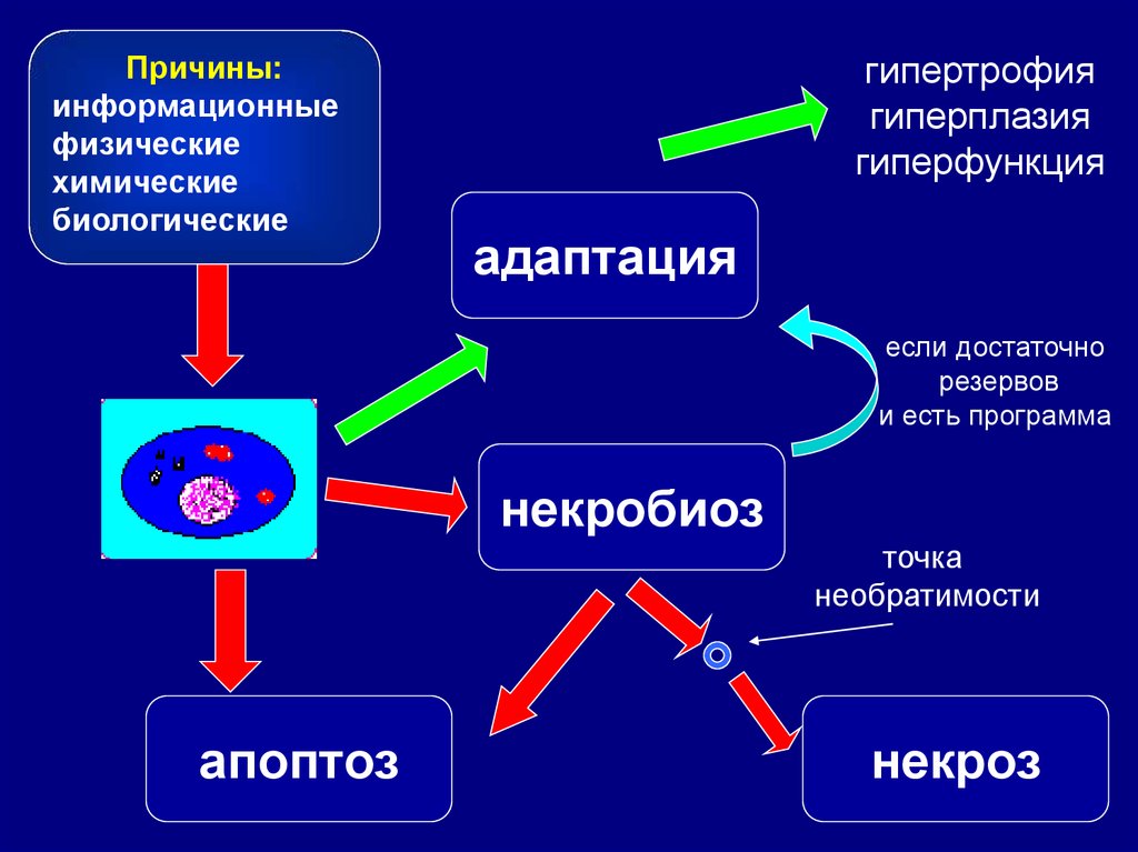 Повреждение клетки патофизиология презентация