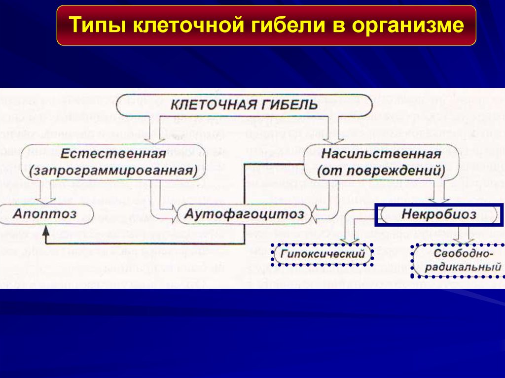 Повреждение клетки патофизиология презентация