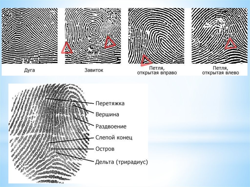 Выделяют три основных типа пальцевых рисунков. Завиток петля дуга дерматоглифика. Точка Дельта дерматоглифика. Трирадиус дерматоглифика. Тип папиллярного узора отпечатка пальца.