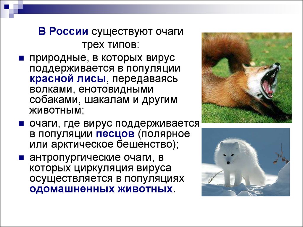 Сколько людей умерло от бешенства. Очаги бешенства в России. Природные очаги бешенства. Презентация на тему бешенство животных.