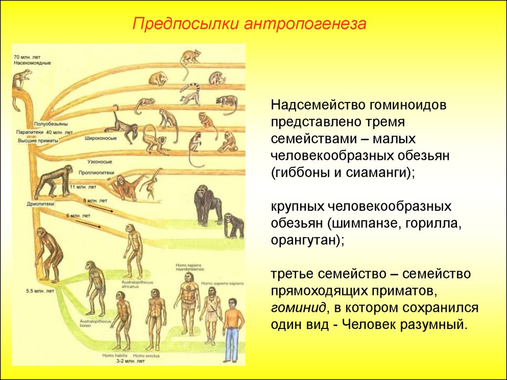 Приматы какое развитие. Схема Эволюция приматов Антропогенез. Этапы антропогенеза схема. Антропогенез человека. Этапы эволюции обезьяны.