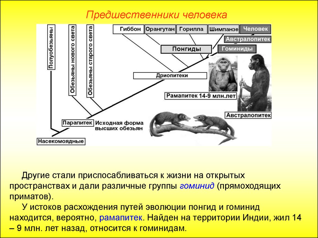 Приматы какое развитие. Гоминиды дриопитеки. Предшественники человека. Эволюция приматов и человека. Предок человека и обезьяны.
