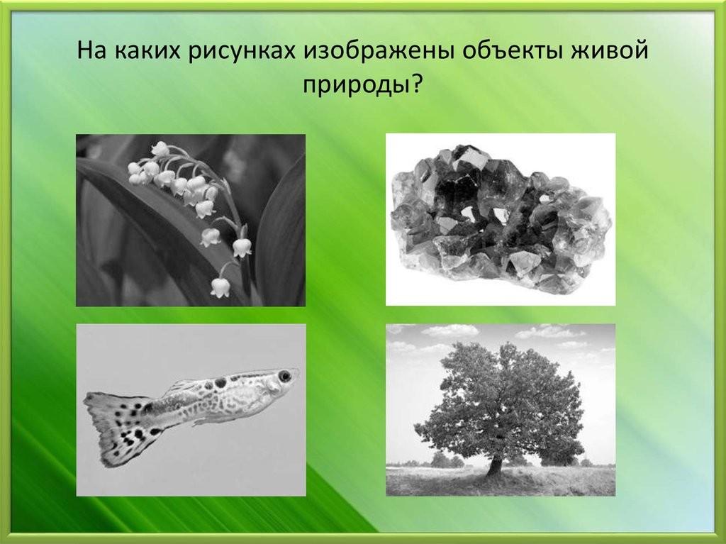 Рассмотрите изображение различных объектов живой природы. На каких рисунках изображены объекты живой природы. Дерево объект живой природы. 4 Объекта живой природы. Объект, изображенный на рисунке….