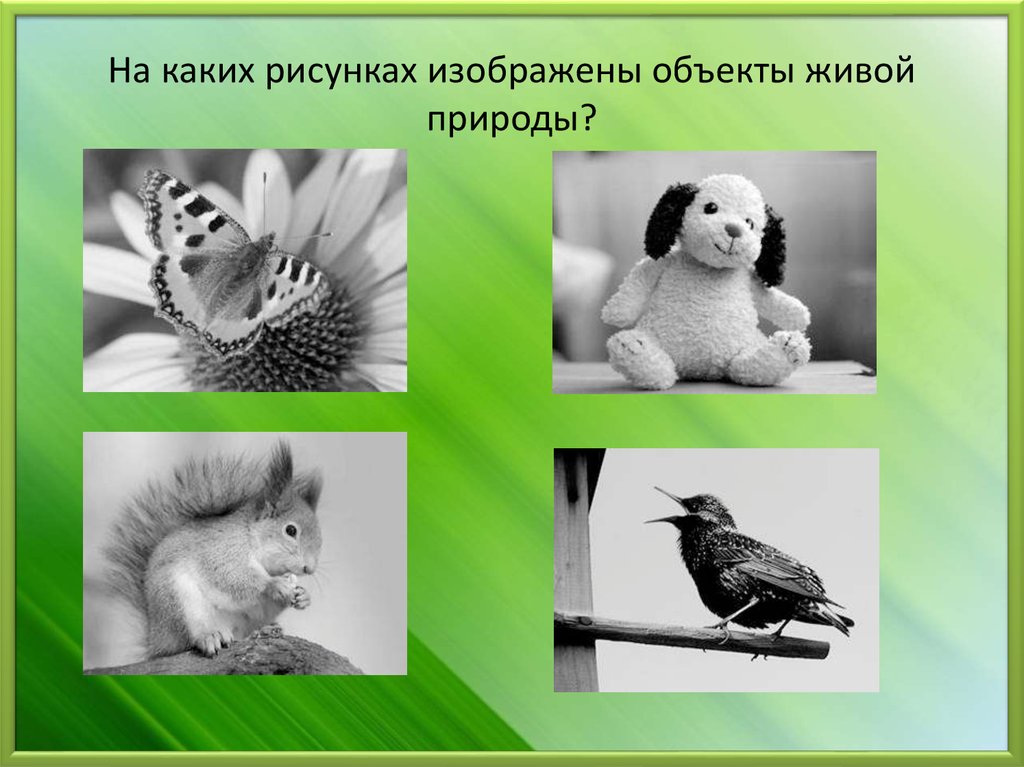 Какой форме звук представлен в живой природе. Объекты живой природы. На каких рисунках изображены объекты живой природы. Выпиши номера рисунков на которых изображены объекты живой природы. Выпиши объекты живой природы.