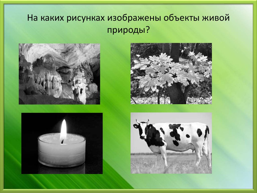 Рассмотрите изображение различных объектов живой природы. На каких рисунках изображены объекты живой природы. 4 Объекта живой природы. Сколько объектов живой природы. Какой предмет сделан из живой природы.