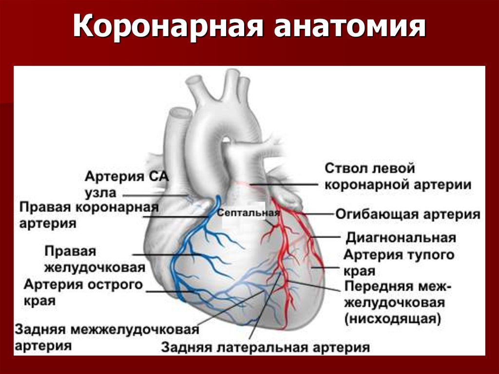 Правая сердечная артерия. Межжелудочковая ветвь левой венечной артерии. Левая огибающая коронарная артерия. Коронарные артерии сердца схема анатомия. Коронарные и венечные сосуды сердца.