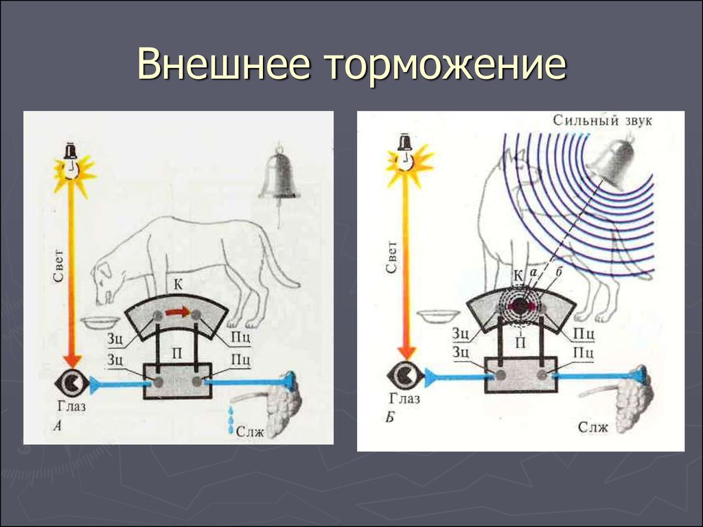 Нарисуйте схему развития внешнего торможения