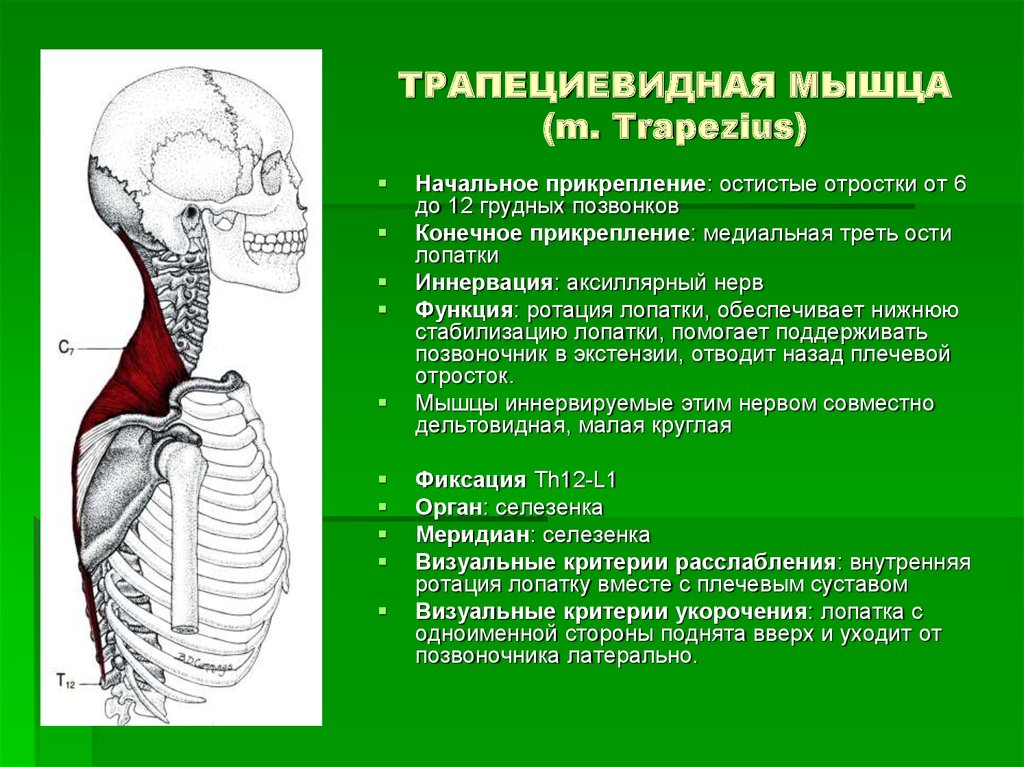 Верхняя трапециевидная. Трапециевидная мышца иннервируется добавочным нервом. Иннервация трапециевидной мышцы спины. Трапециевидная мышца верхняя часть функции. Функции средней части трапециевидной мышцы.